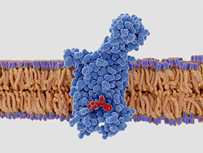 药物靶点人源化小鼠